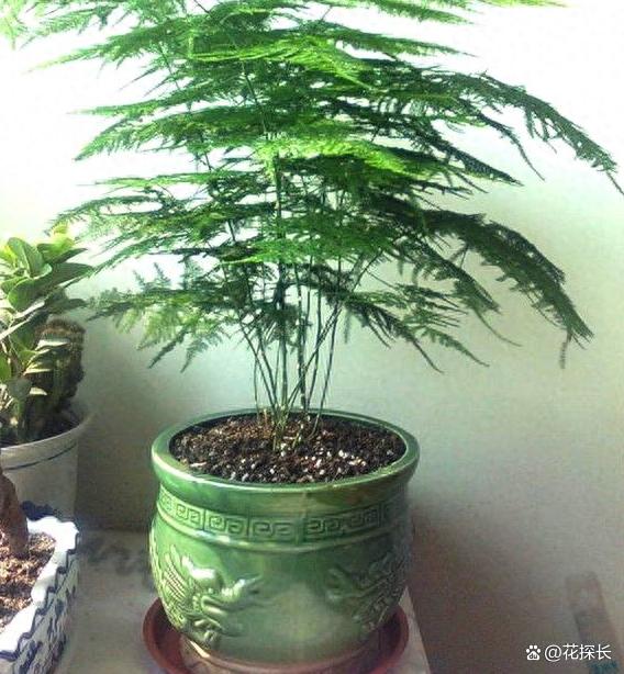 秋冬时节，养这5种花注意了：它们最怕浇水，浇一盆枯一盆