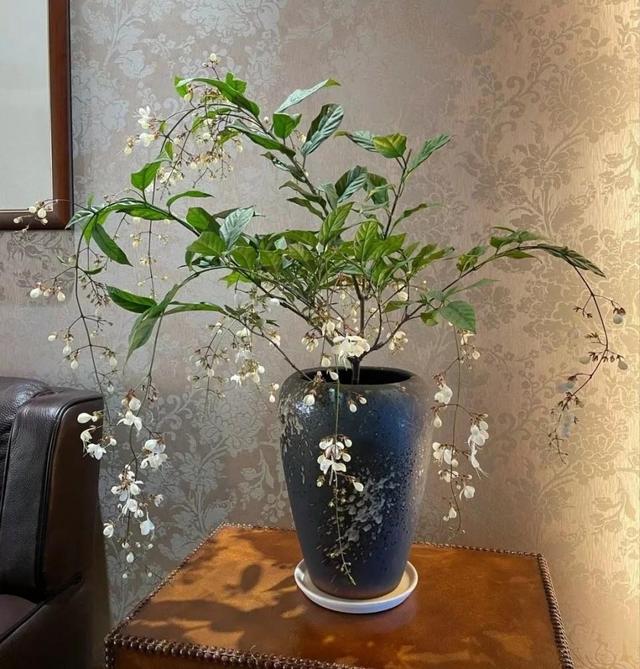 网红盆栽“垂丝茉莉”—花如群蝶飞舞，香气四溢怡人，优雅大气