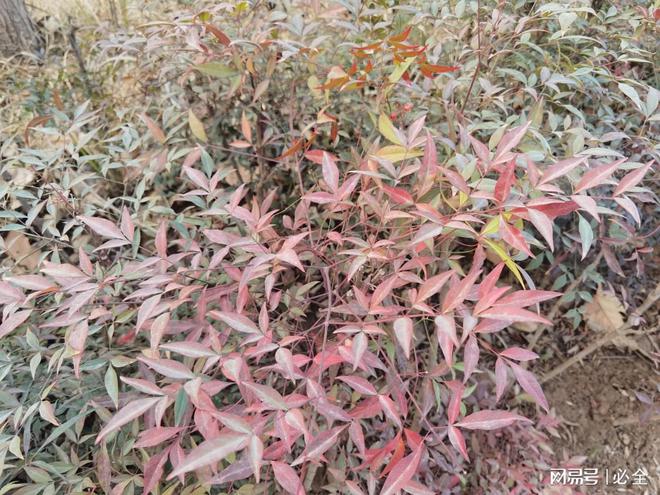 苗木花卉品种在城市道路绿化带中的应用配置
