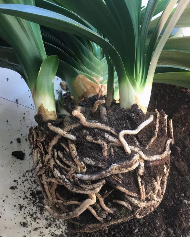 新手养花4个技巧，虽然不是万能的，但是养花必备的