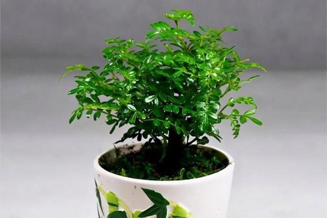 聪明人都喜欢养的5种花，能身体强壮，还越来越“富有”！