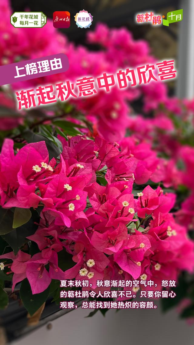 簕杜鹃，与广州“双向奔赴”的“绿化明星”