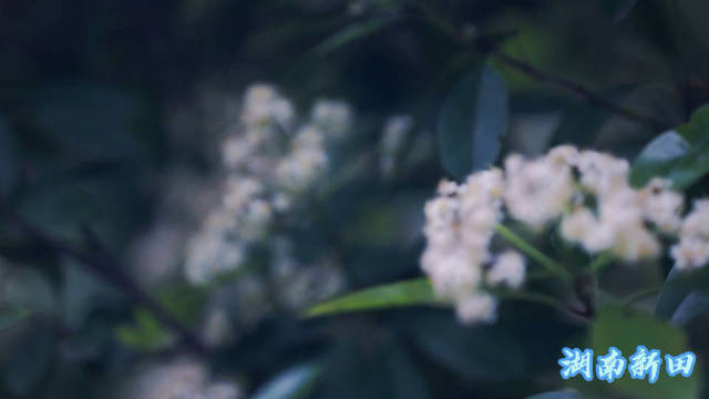 新田：四月石楠花开 平添别样美景