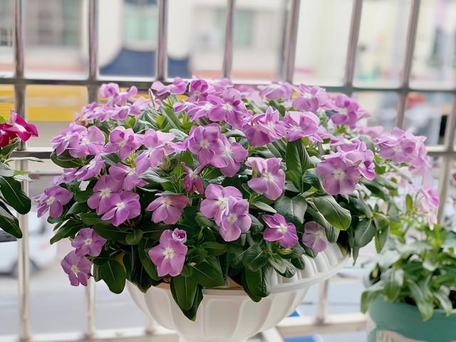 6种“入侵花”，别养院子里，种子太凶猛，一旦泛滥，除之不尽