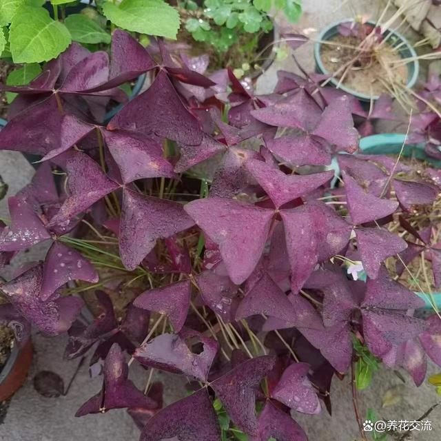 室内养不好盆栽植物的常见原因，你占了其中几个？