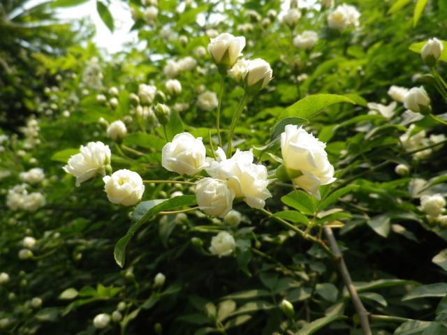 喜欢花吗？想在家里养花吗？建议种植这一种