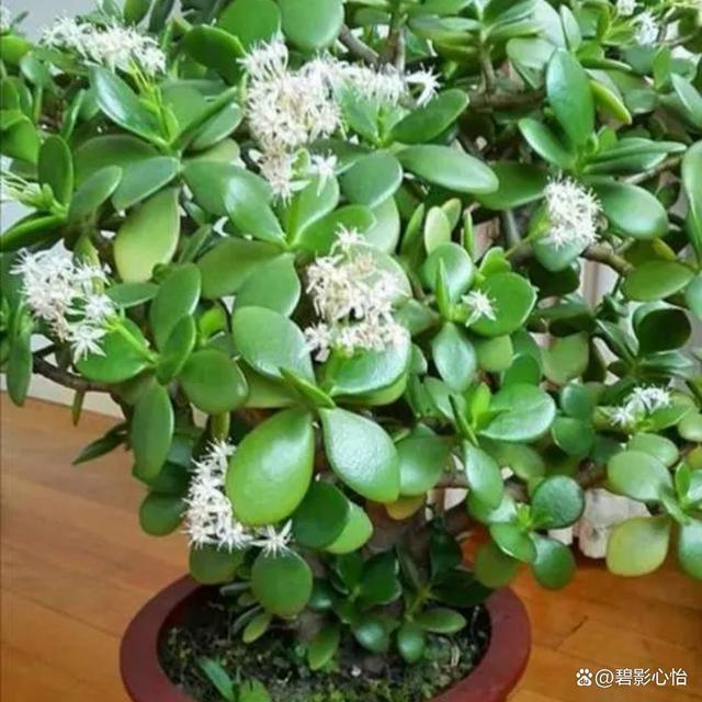 养玉树多年不开花，需要注意这几个事项，才可能枝繁叶茂应季开花