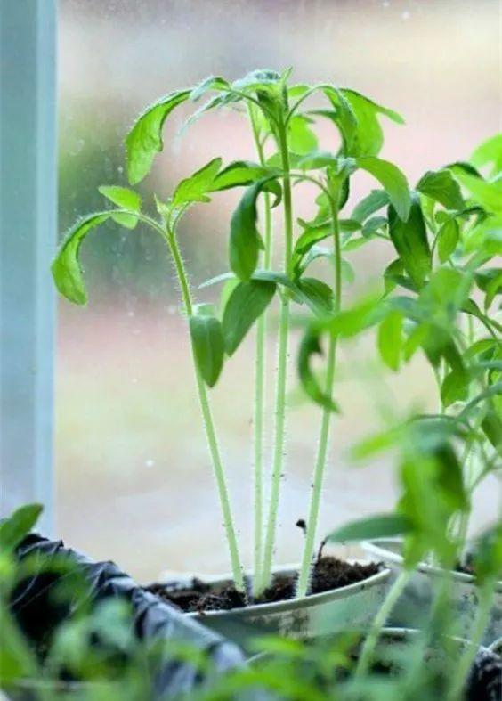 阳台养花老是收空盆？别急，用空盆学种6种菜，蔬菜自由惹人羡