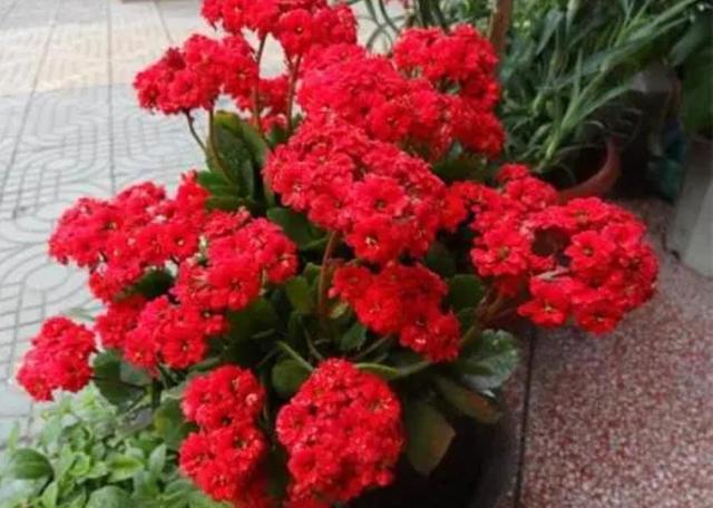 家里养7种花，清新雅致又养人，关键还好养