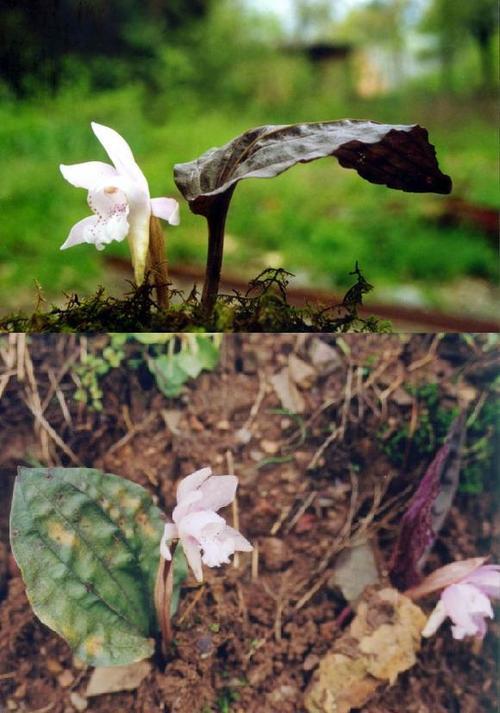 独花兰的养殖方法和注意事项