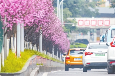 渝中区：绿化景观再升级 城市颜值再提升