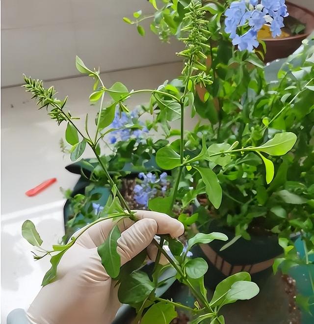 为什么养“蓝雪花”越来越少？这3大槽点，就是大家脱坑的理由