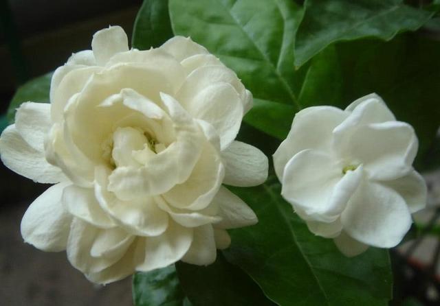 虎头茉莉，优秀的盆栽茉莉品种，花大美丽，芬芳好养，适合新手