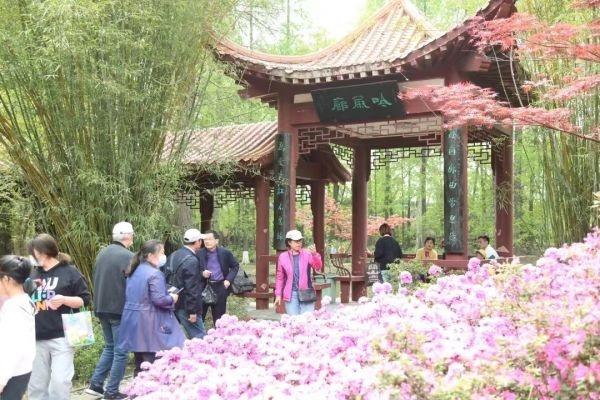 武汉“春赏花”切入杜鹃花海频道