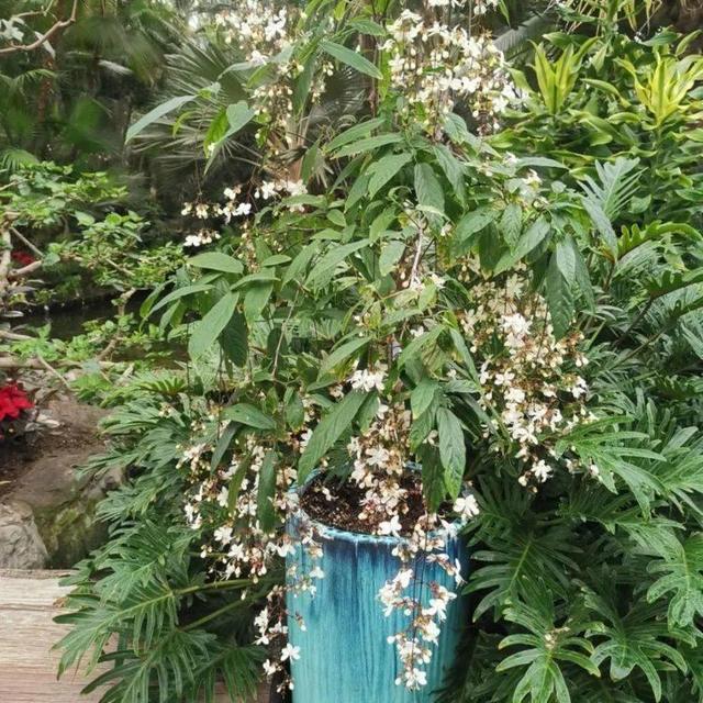网红盆栽“垂丝茉莉”—花如群蝶飞舞，香气四溢怡人，优雅大气