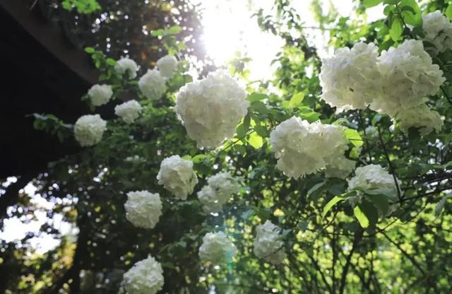 这种植物花朵叶子特像绣球花，长势好，花开似海，让人惊艳