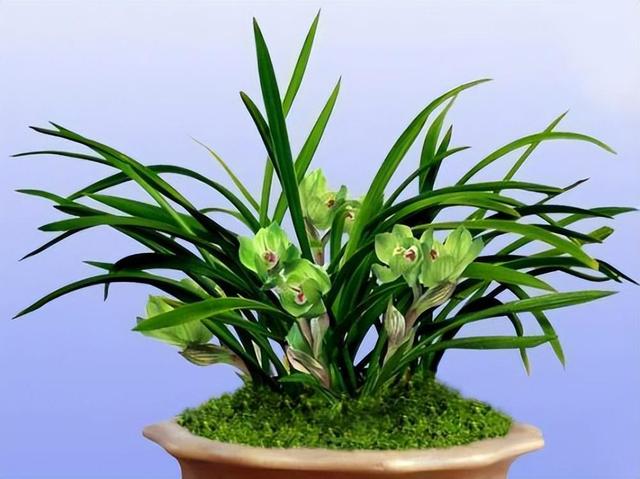 绿云兰花香味独特，气质优雅，还能提高居室格调和品位