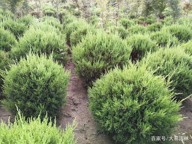 塔柏是常绿还是落叶？