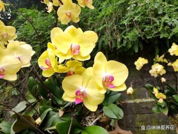 “养花不易，脑袋用废”，新手养花不容易，折腾来，折腾去！