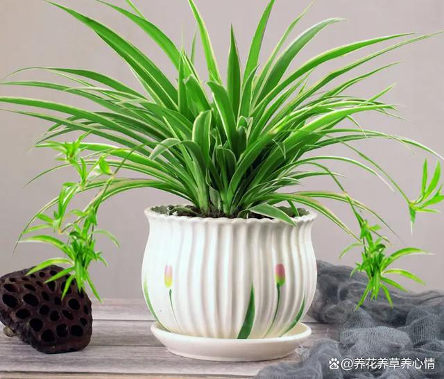 6月底，给这5种花“渴口醋”，叶片绿油油，开花还鲜艳