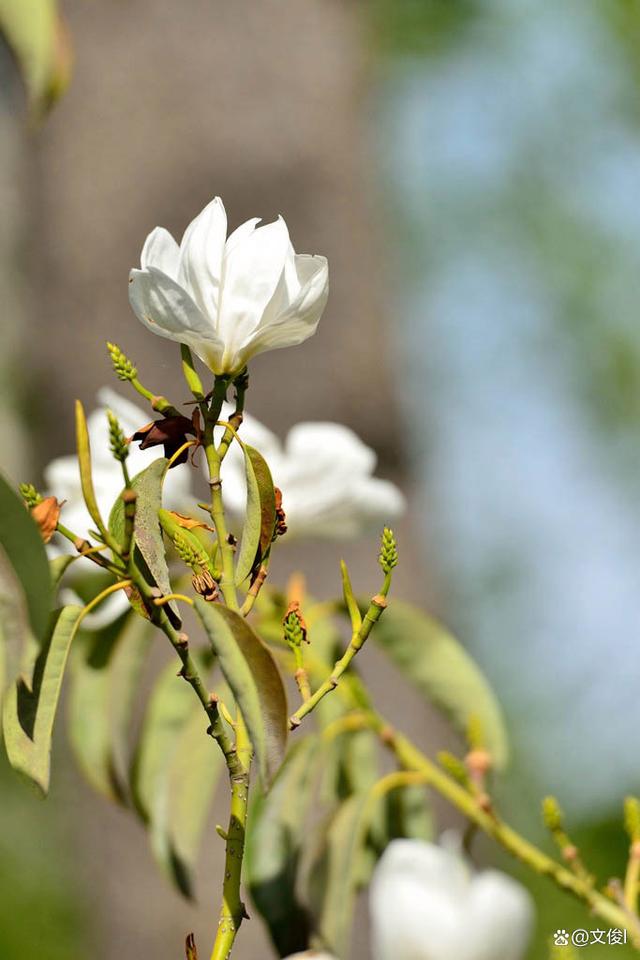 春暖花开，到植物园赏花去