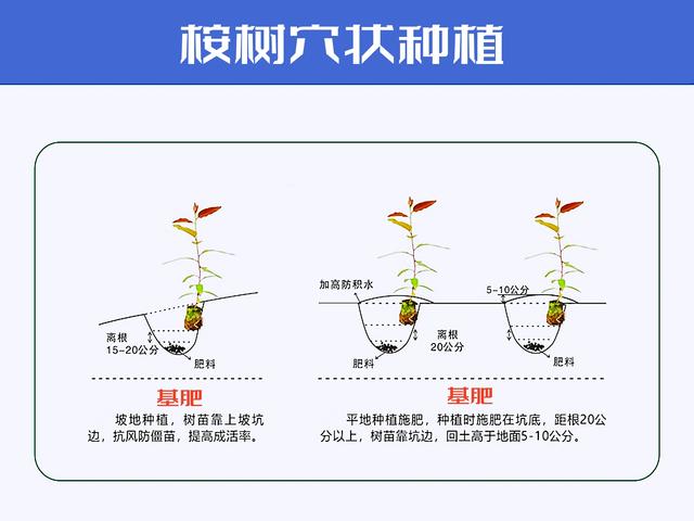 桉树造林三部曲：整地，基肥，植苗