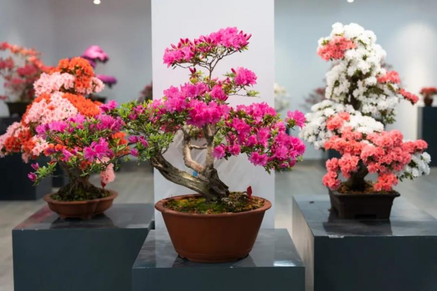 2023上海（国际）花展·滨江杜鹃花展盛装亮相