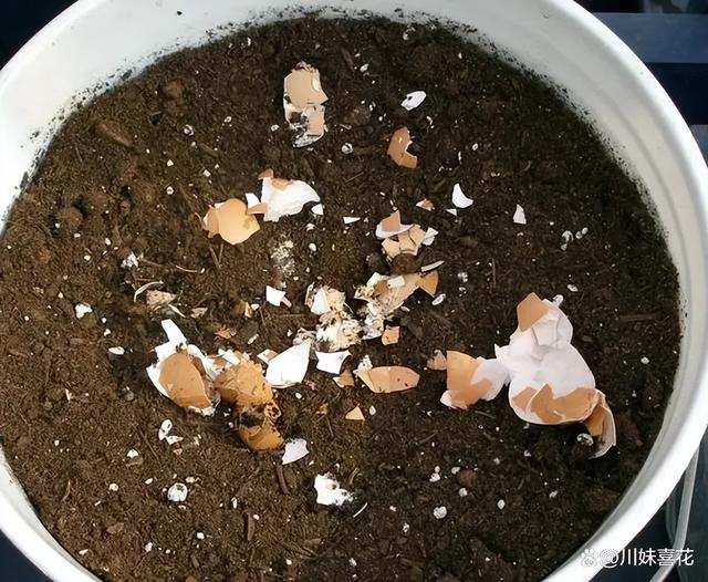 厨房里常见的5种小东西，用来养花嘎嘎好，不黄叶不烂根