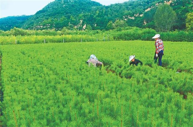 「构筑绿色长城·甘肃在行动」书写防沙治沙的甘肃答卷
