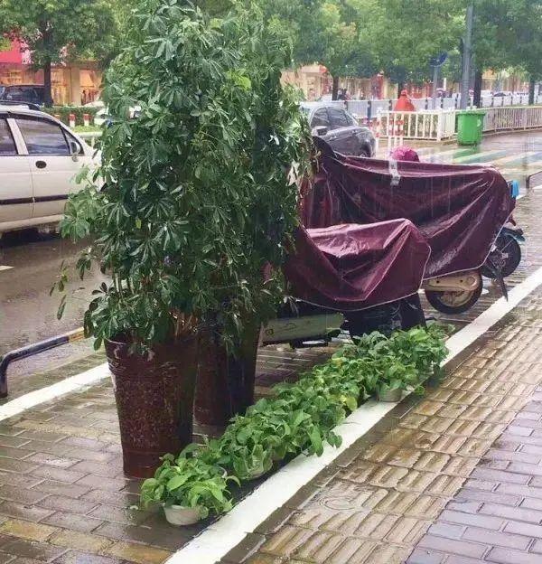 夏天多雨水，这5种花快搬出去，淋淋雨更健康