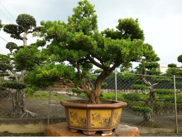 家里阳台摆盆罗汉松盆景，大家快来了解一下