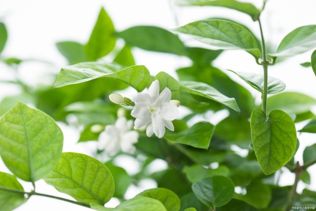 夏季养茉莉花做到下面几点一定能爆花