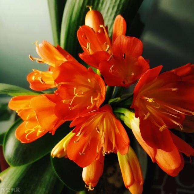 秋冬季节养君子兰，“晒”还是不晒？很多花友搞不懂，难怪不开花