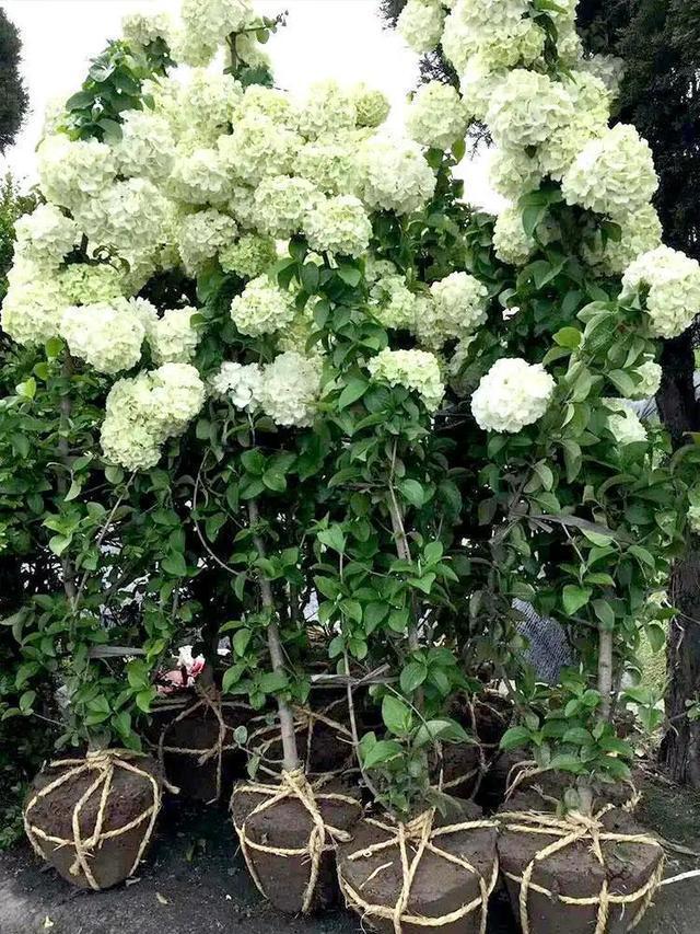 不会养花，也要养棵“它”，花开似海，让人迷恋，一起来看看