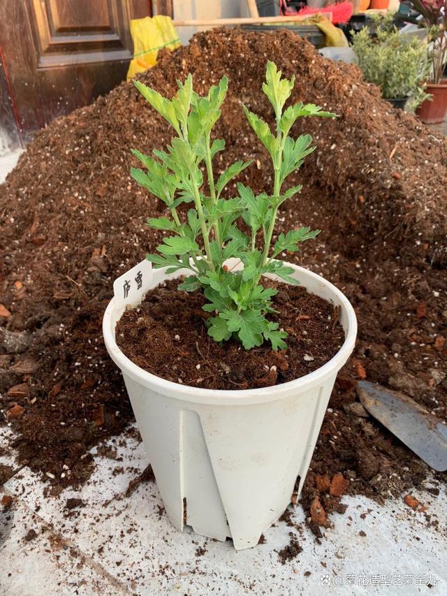 防止菊花叶子脱落变黄的方法