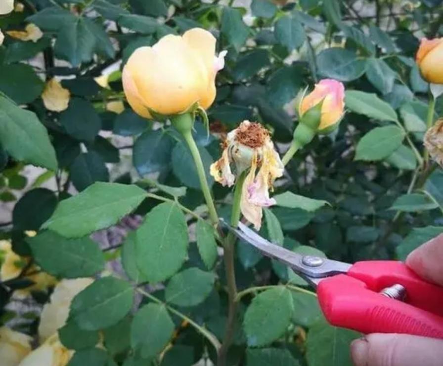养3种花，秋天再剪一次，长出新枝就开花
