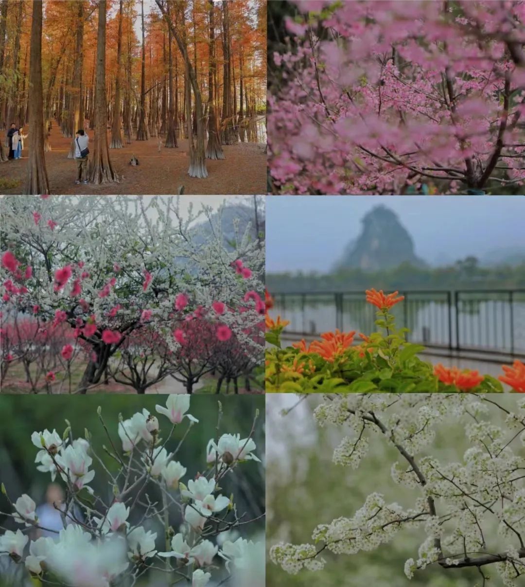 春意盎然花满径，最佳赏花线路又岂能错过……