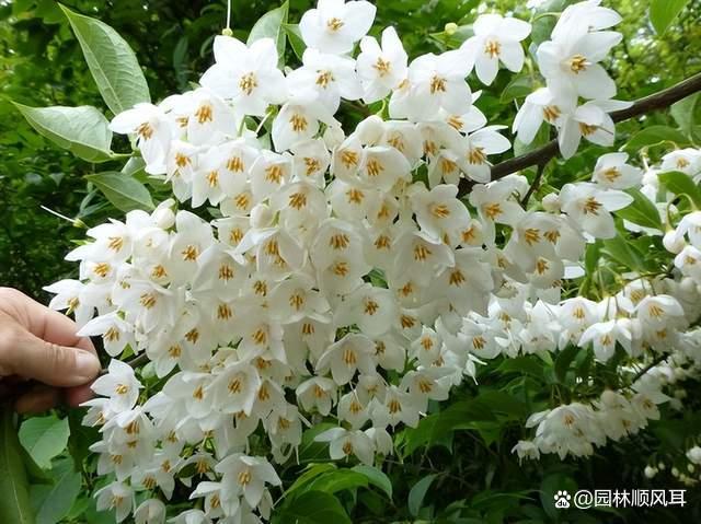 警惕四种假苗：日本雪铃树，日本四照花，英格兰山楂，欧洲鹅耳枥