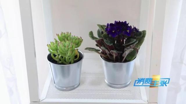 家里养花有啥讲究？这几点要注意