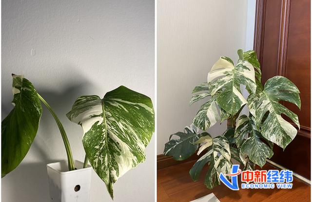 绿植中的“爱马仕”：一片叶子上万，买它的人在想什么？