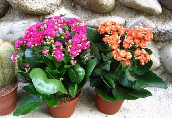 养花有5个“优点”，花繁叶茂，家变得更美，生活充满快乐