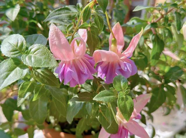 春天的阳台想要鲜花盛开，适合种这4种花
