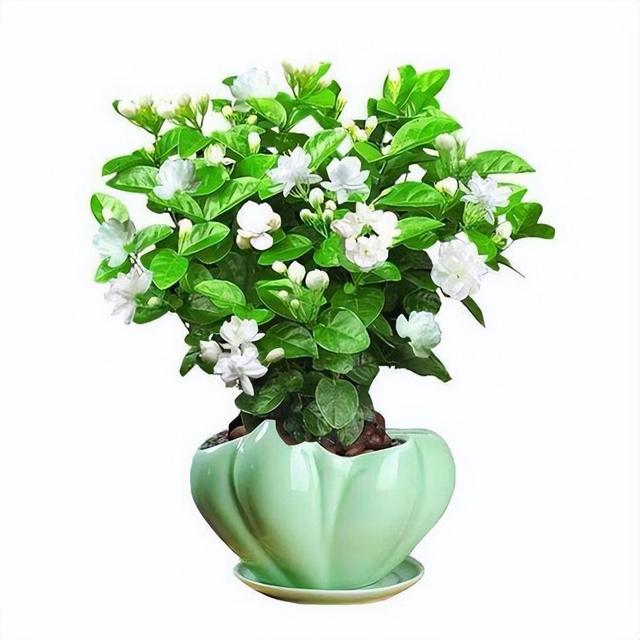 虎头茉莉，优秀的盆栽茉莉品种，花大美丽，芬芳好养，适合新手