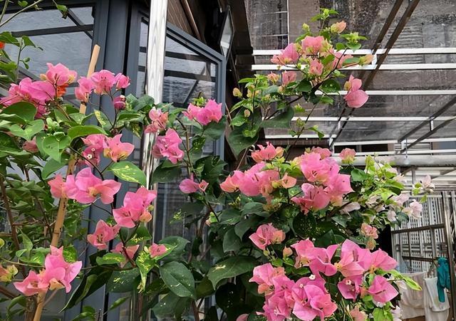 此花进口巴西，花色艳丽，养护简单，开花量大，值得入手