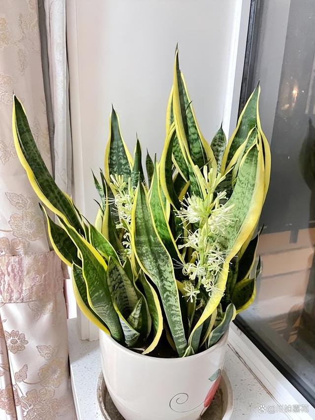 盘点5种怕水花，11月过后浇水有讲究，适当控水才能绿油油