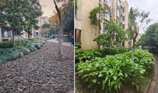 草地如地毯！上海万科物业加强绿化整治 打造美丽宜居小区