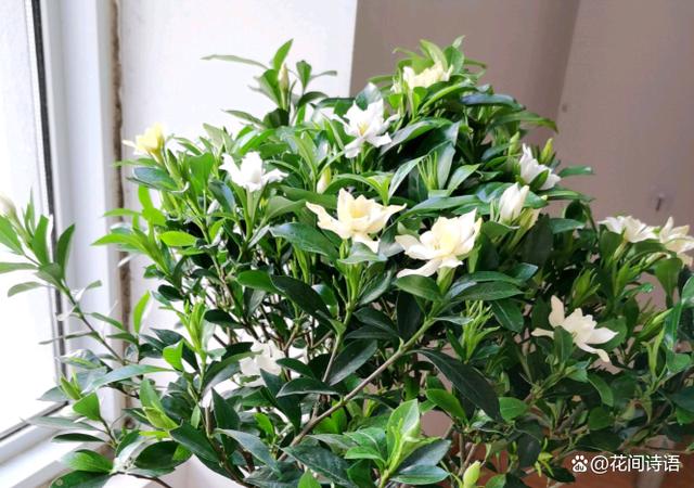 超好闻的“活香水”，家里养1盆，花香满屋，越闻越健康！