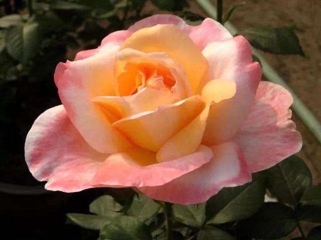 满城芬芳！八大展区绽放迎客，“月季项链”环绕京城