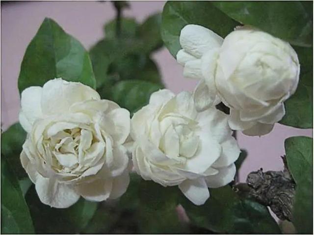 虎头茉莉，优秀的盆栽茉莉品种，花大美丽，芬芳好养，适合新手