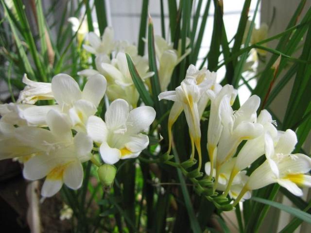 9种“吉祥花”，已沦为“便宜货”，但养了才知道，开花有多香